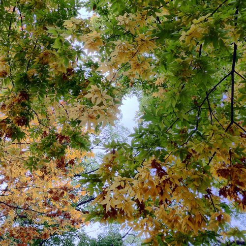 procamera-8-v61-release-08