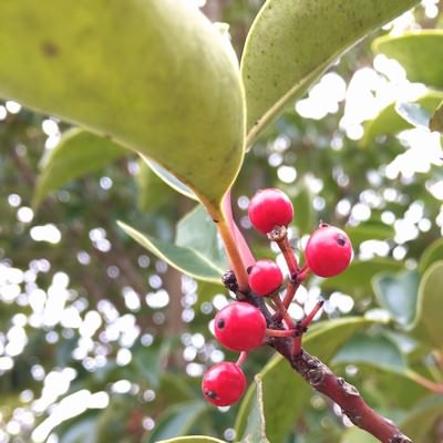 procamera-8-manual-focus-designation-02