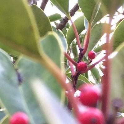 procamera-8-manual-focus-designation-08