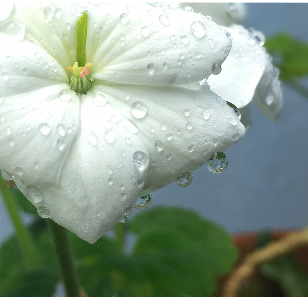 drips on petals