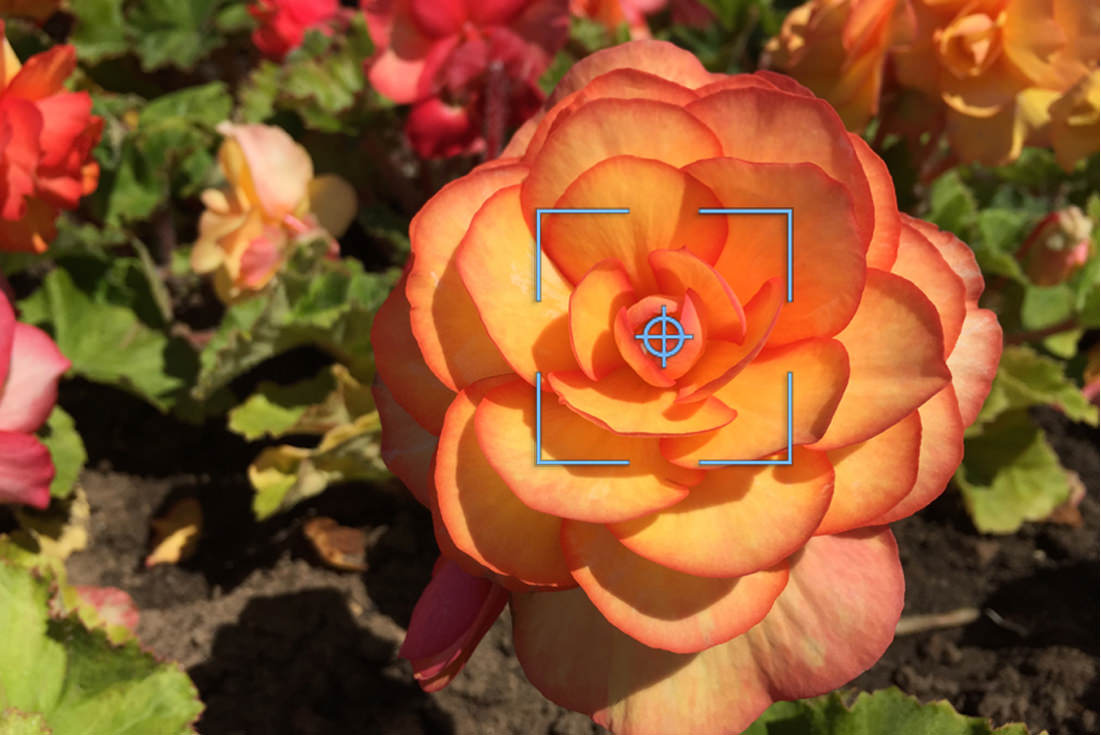 flower_focus_landscape