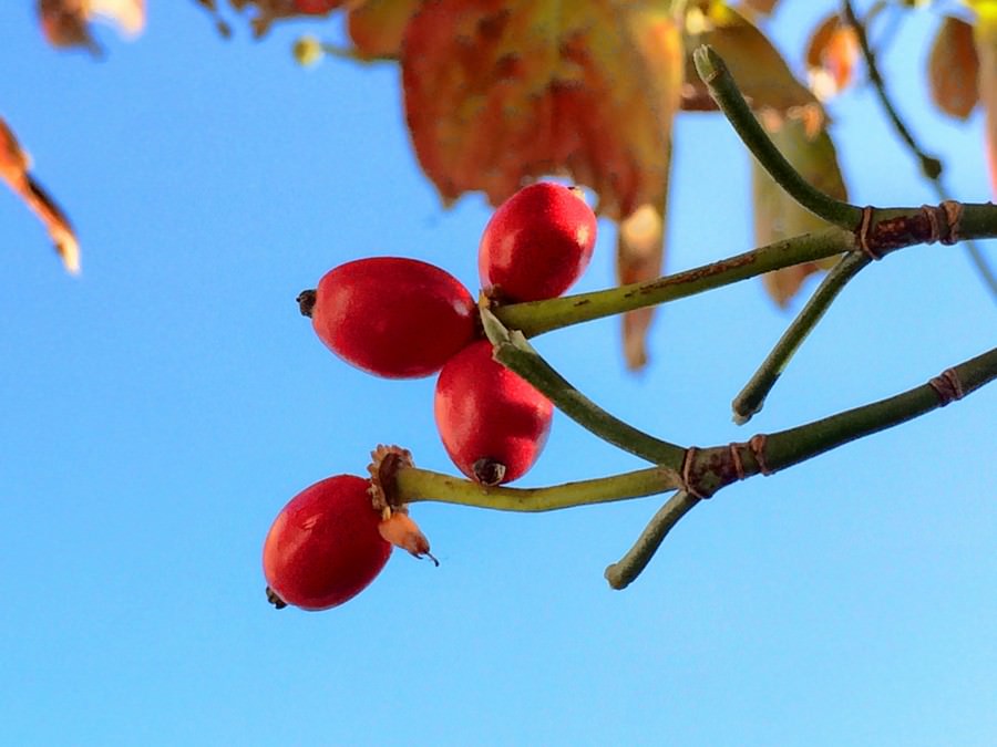 procamera-3-tips-for-autumn-01