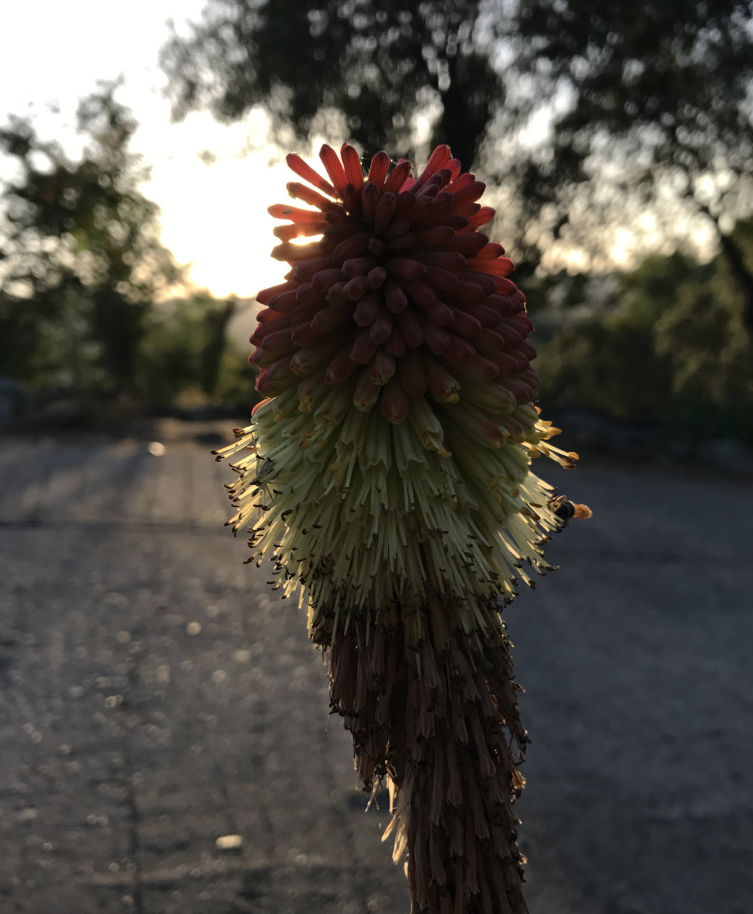 Without HDR